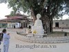 Độc đáo cây Bồ Đề ở chùa Vĩnh Phúc ( huyện Nam Đàn)