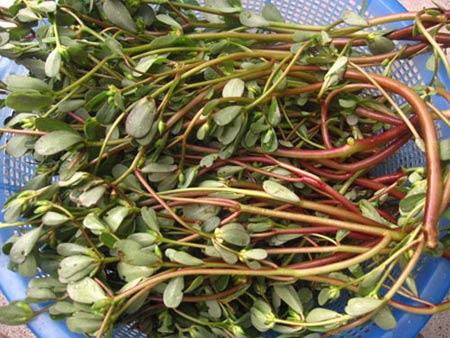 Chua dịu rau sam - loại rau mà người xứ nghệ quê mình thường hay ăn vào mùa hè