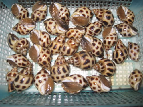 Ốc hương cửa lò