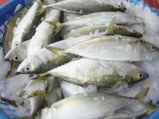 Cá bạc má Cửa Lò