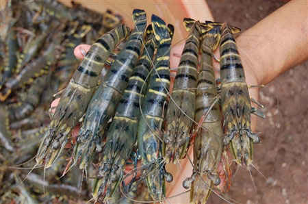 Tôm biển Cửa Lò